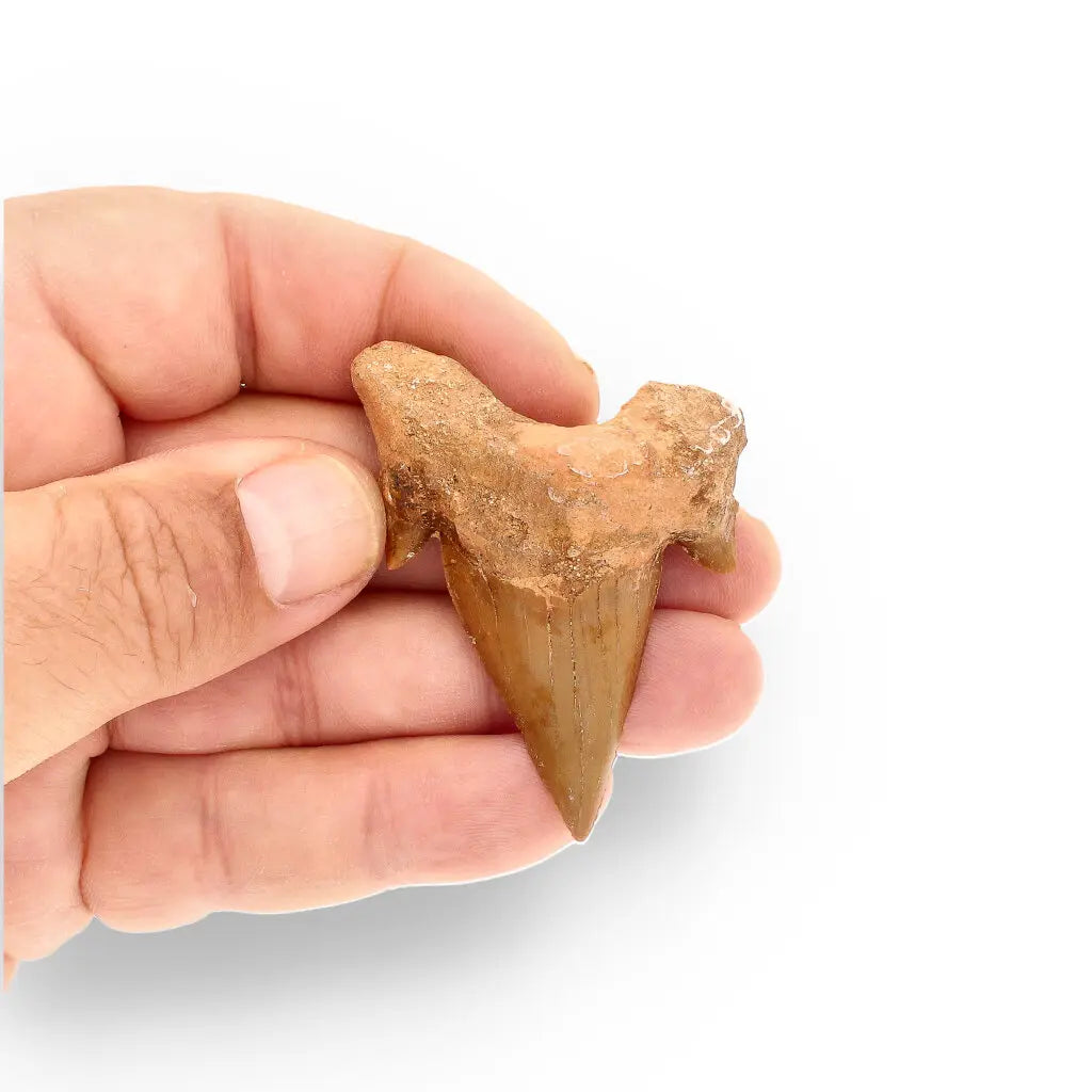 Get your Authentic Otodus Obliquus Fossil Shark Tooth | Morocco online now or in store at Forever Gems in Franschhoek, South Africa