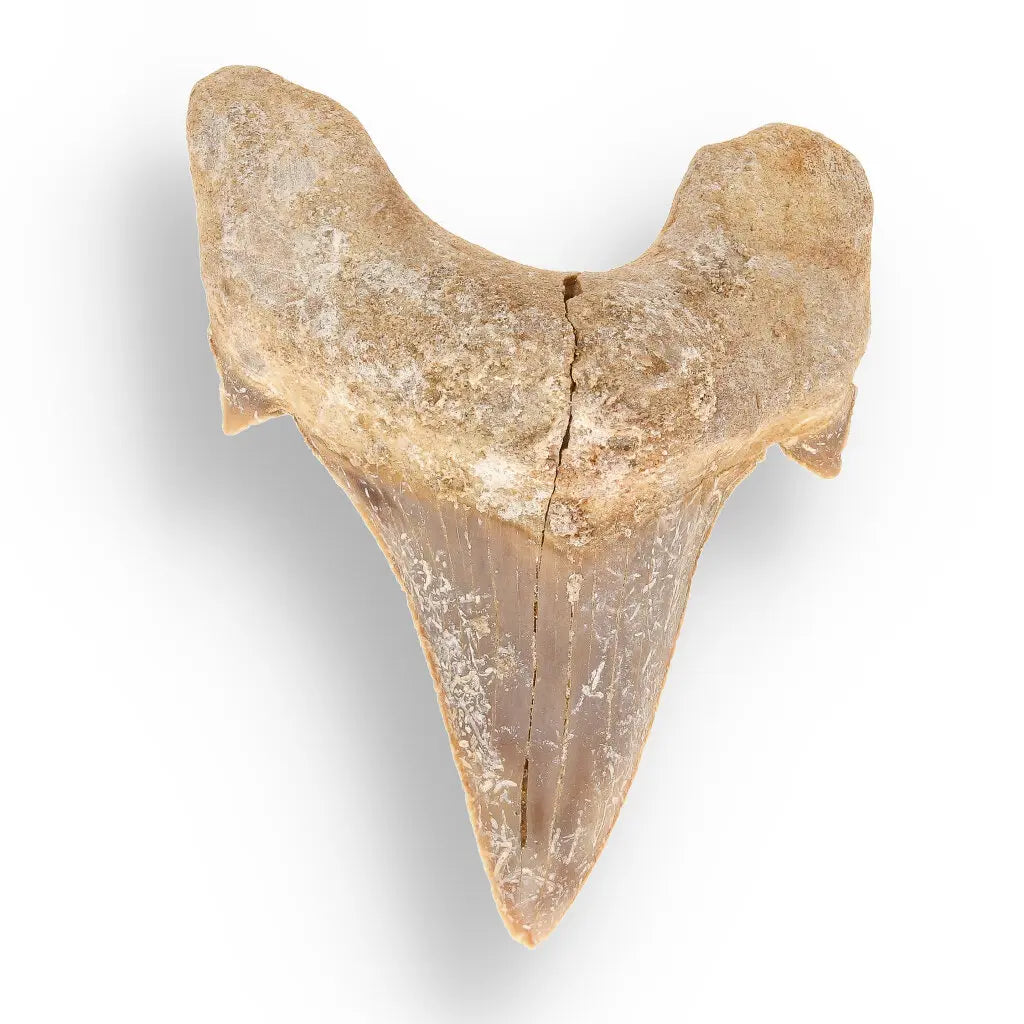Get your Real Otodus Obliquus Shark Tooth Fossil – Khouribga online now or in store at Forever Gems in Franschhoek, South Africa