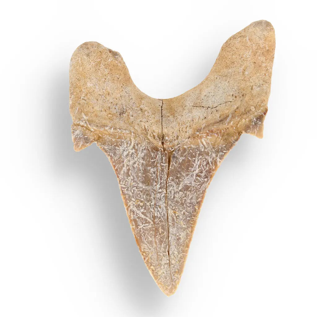 Get your Real Otodus Obliquus Shark Tooth Fossil – Khouribga online now or in store at Forever Gems in Franschhoek, South Africa