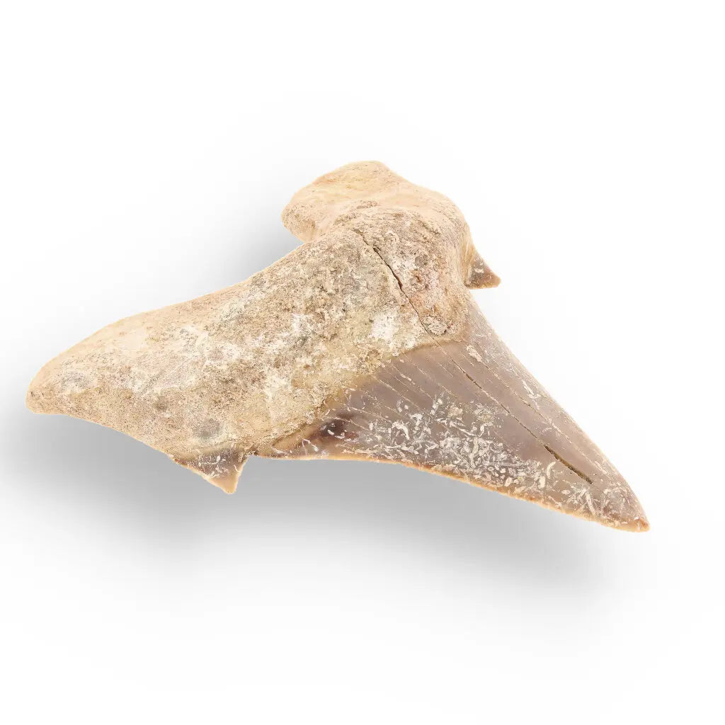 Get your Real Otodus Obliquus Shark Tooth Fossil – Khouribga online now or in store at Forever Gems in Franschhoek, South Africa