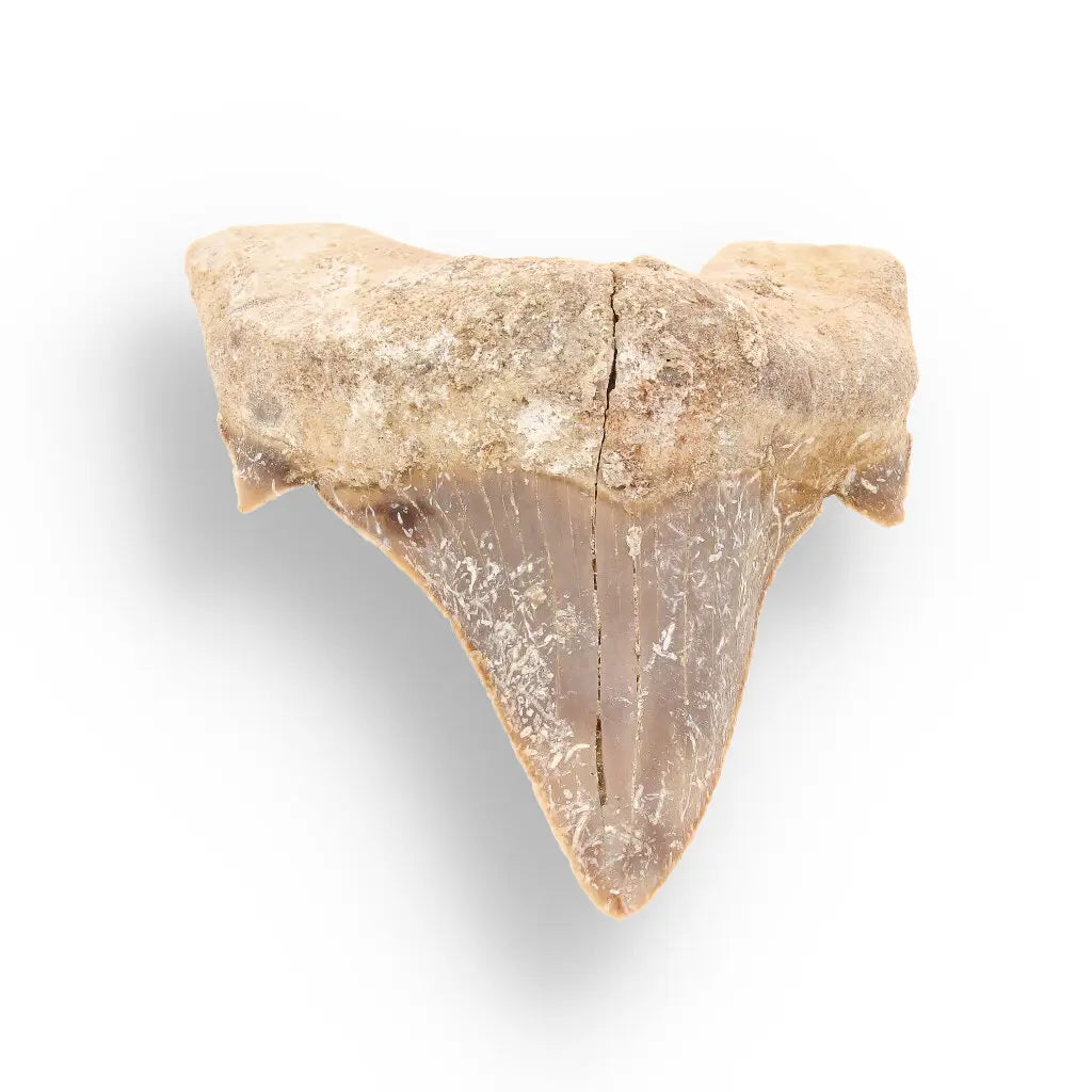 Get your Real Otodus Obliquus Shark Tooth Fossil – Khouribga online now or in store at Forever Gems in Franschhoek, South Africa