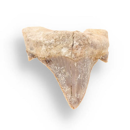 Get your Real Otodus Obliquus Shark Tooth Fossil – Khouribga online now or in store at Forever Gems in Franschhoek, South Africa