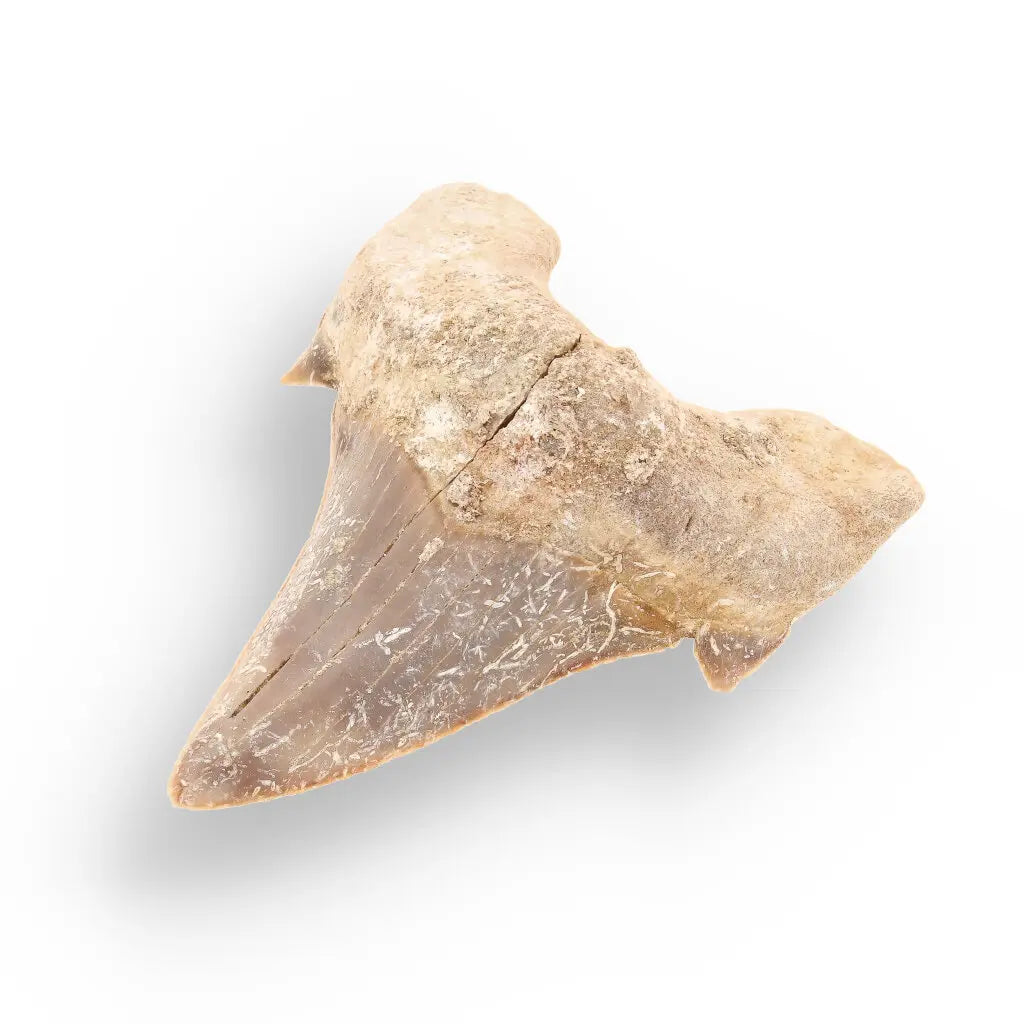 Get your Real Otodus Obliquus Shark Tooth Fossil – Khouribga online now or in store at Forever Gems in Franschhoek, South Africa