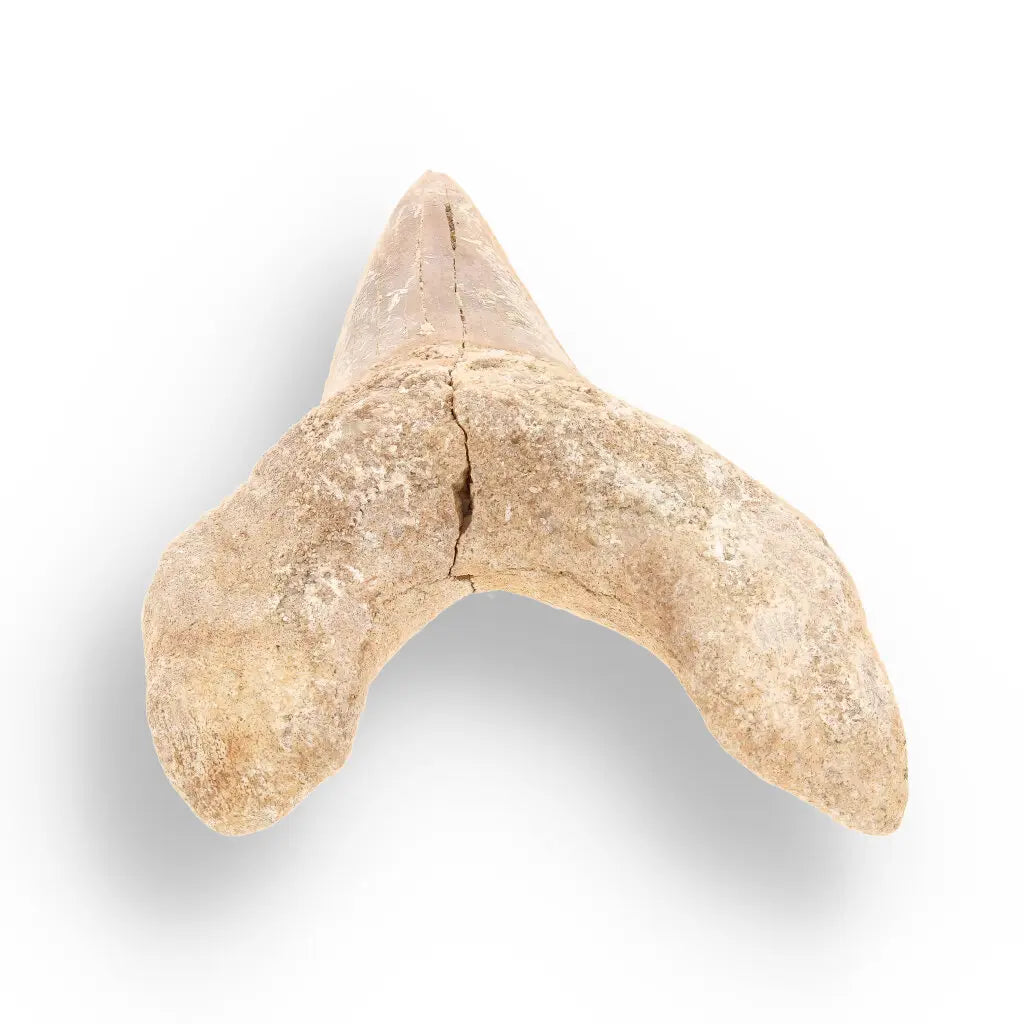 Get your Real Otodus Obliquus Shark Tooth Fossil – Khouribga online now or in store at Forever Gems in Franschhoek, South Africa
