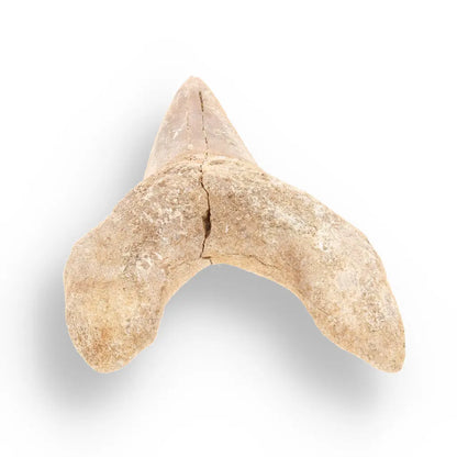 Get your Real Otodus Obliquus Shark Tooth Fossil – Khouribga online now or in store at Forever Gems in Franschhoek, South Africa