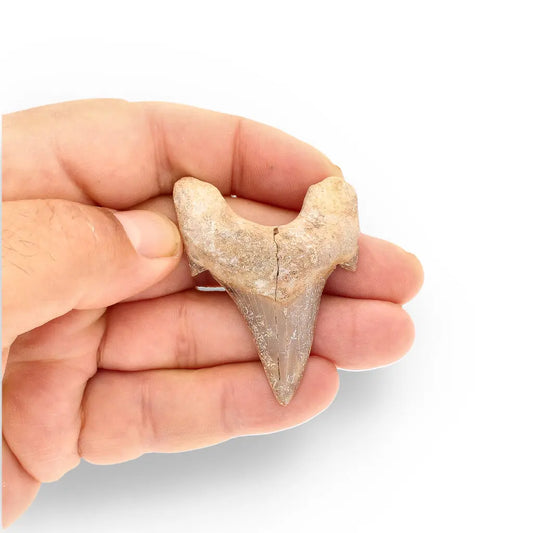Get your Real Otodus Obliquus Shark Tooth Fossil – Khouribga online now or in store at Forever Gems in Franschhoek, South Africa