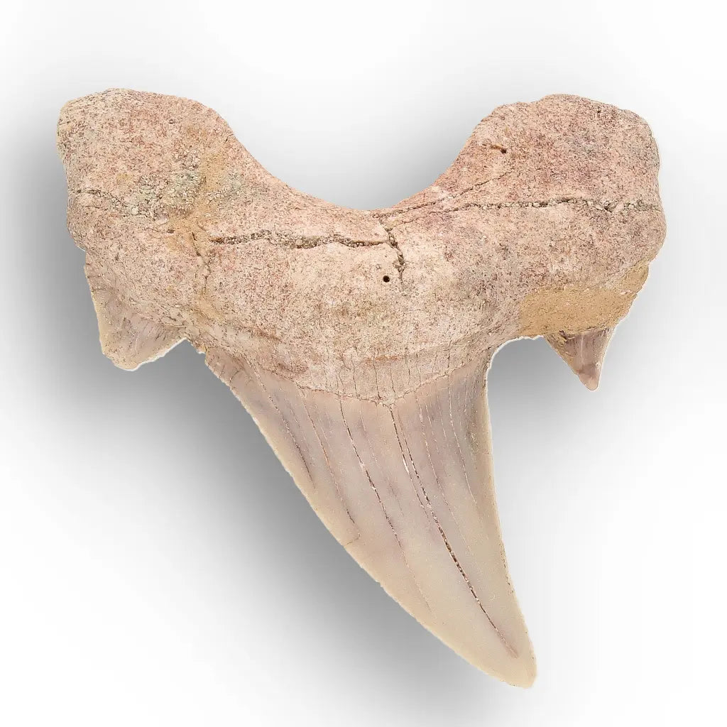 Get your Real Otodus Obliquus Shark Tooth Fossil from Morocco online now or in store at Forever Gems in Franschhoek, South Africa