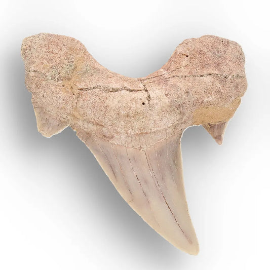 Get your Real Otodus Obliquus Shark Tooth Fossil from Morocco online now or in store at Forever Gems in Franschhoek, South Africa