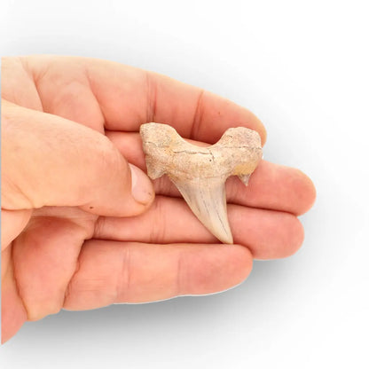 Get your Real Otodus Obliquus Shark Tooth Fossil from Morocco online now or in store at Forever Gems in Franschhoek, South Africa