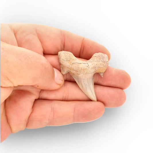 Get your Real Otodus Obliquus Shark Tooth Fossil from Morocco online now or in store at Forever Gems in Franschhoek, South Africa