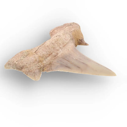Get your Real Otodus Obliquus Shark Tooth Fossil from Morocco online now or in store at Forever Gems in Franschhoek, South Africa