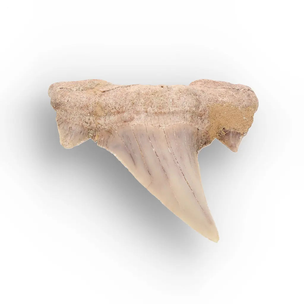 Get your Real Otodus Obliquus Shark Tooth Fossil from Morocco online now or in store at Forever Gems in Franschhoek, South Africa
