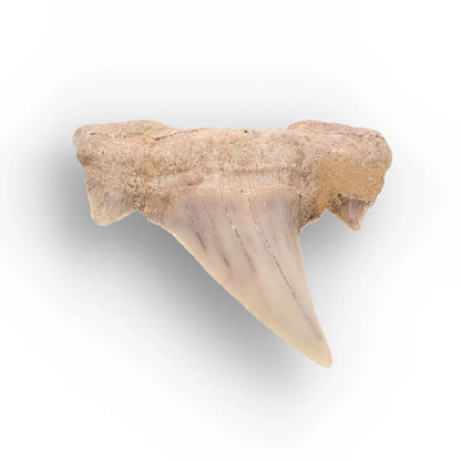Get your Real Otodus Obliquus Shark Tooth Fossil from Morocco online now or in store at Forever Gems in Franschhoek, South Africa