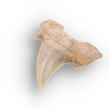 Get your Real Otodus Obliquus Shark Tooth Fossil from Morocco online now or in store at Forever Gems in Franschhoek, South Africa
