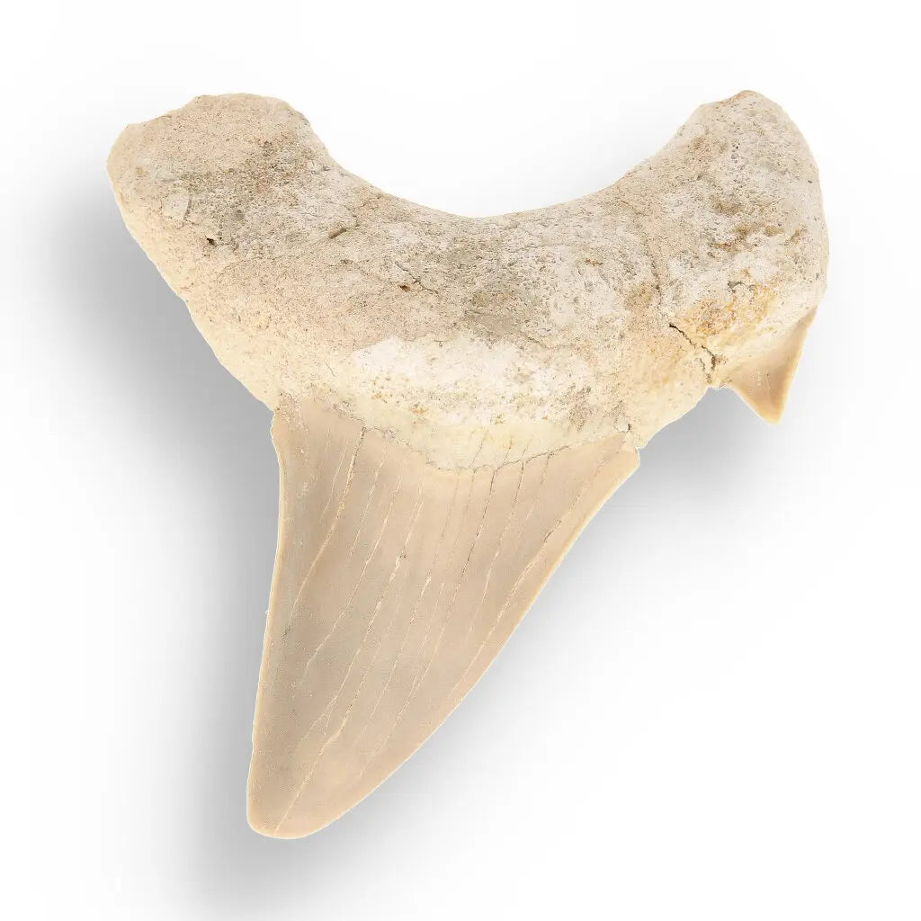 Get your Authentic Otodus Obliquus Shark Tooth from Morocco online now or in store at Forever Gems in Franschhoek, South Africa