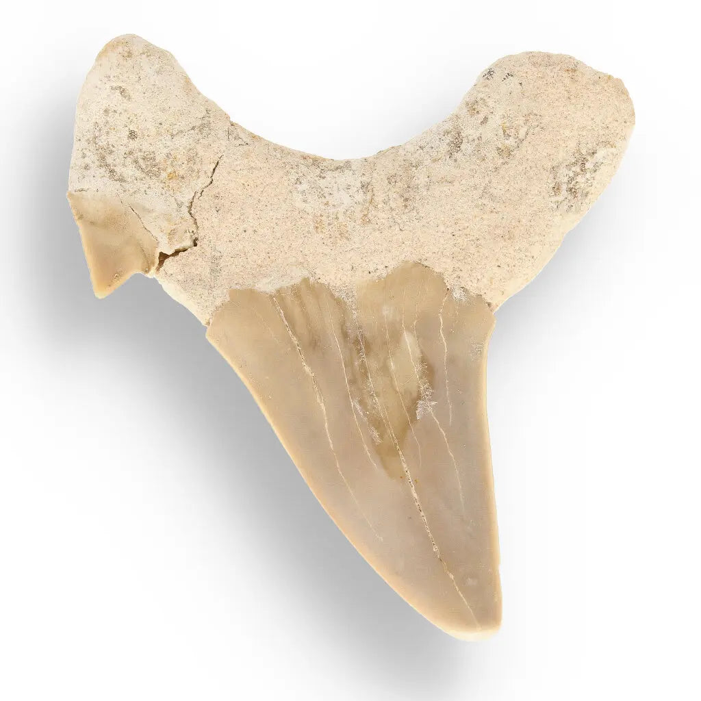 Get your Authentic Otodus Obliquus Shark Tooth from Morocco online now or in store at Forever Gems in Franschhoek, South Africa