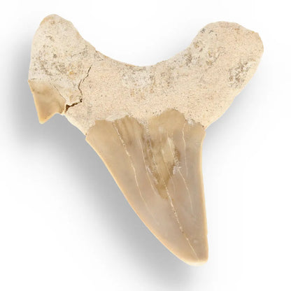 Get your Authentic Otodus Obliquus Shark Tooth from Morocco online now or in store at Forever Gems in Franschhoek, South Africa