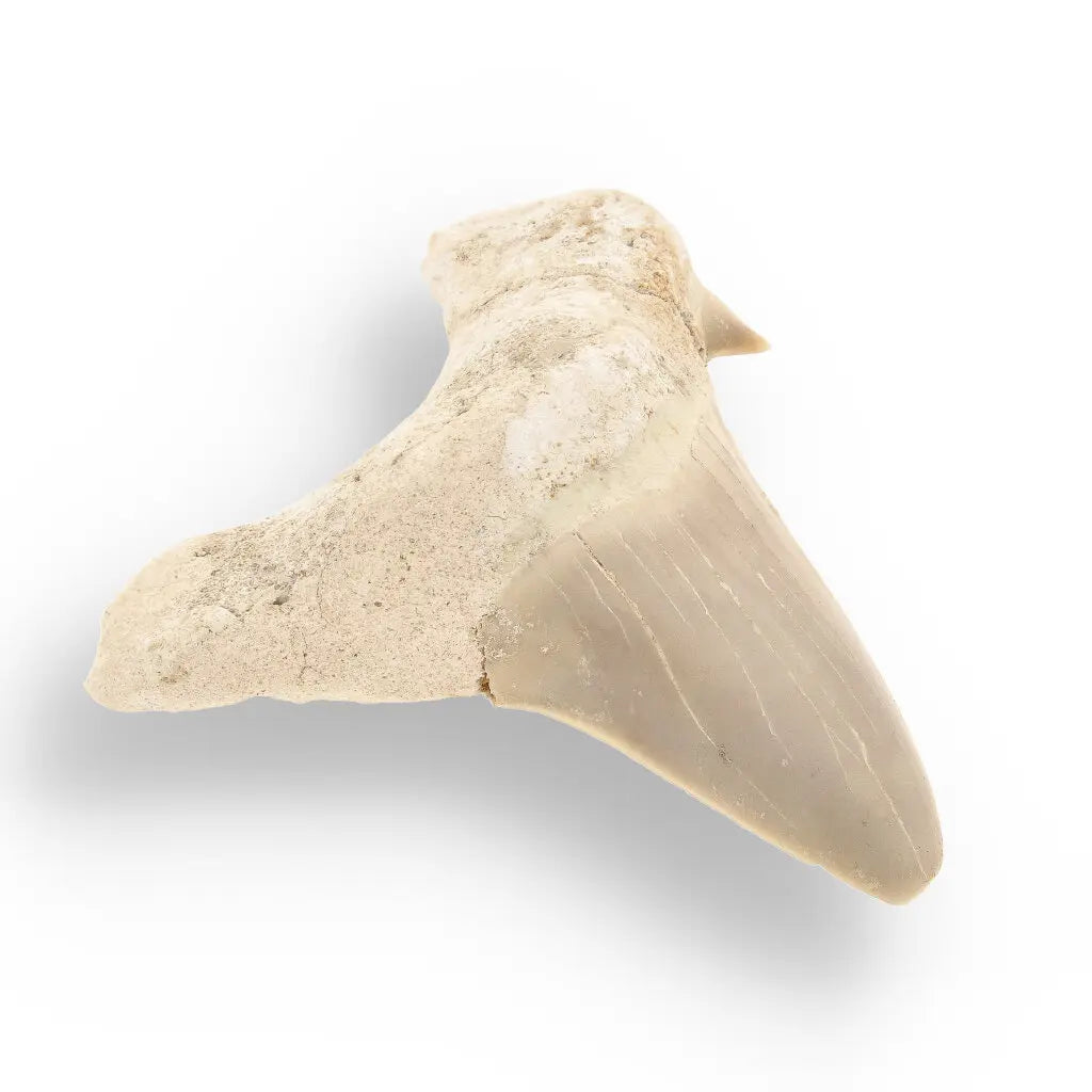 Get your Authentic Otodus Obliquus Shark Tooth from Morocco online now or in store at Forever Gems in Franschhoek, South Africa