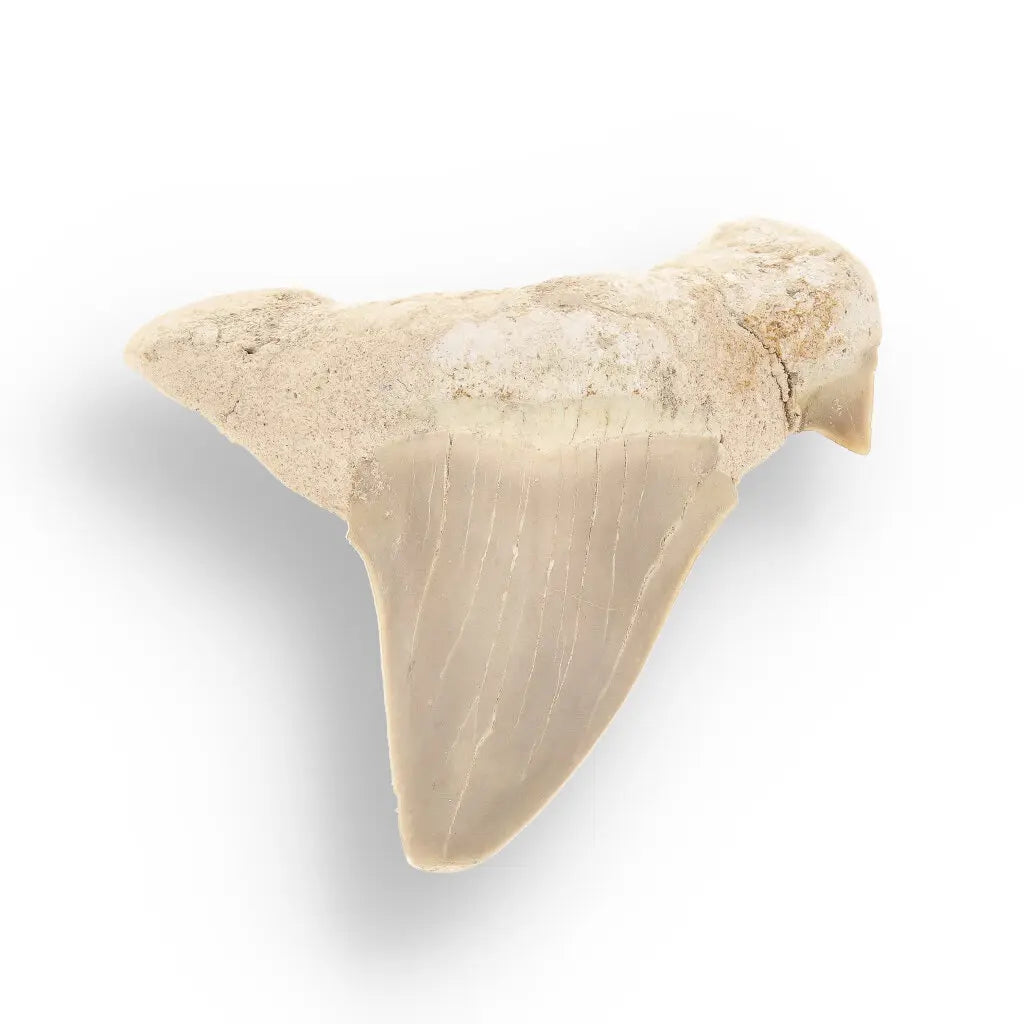 Get your Authentic Otodus Obliquus Shark Tooth from Morocco online now or in store at Forever Gems in Franschhoek, South Africa