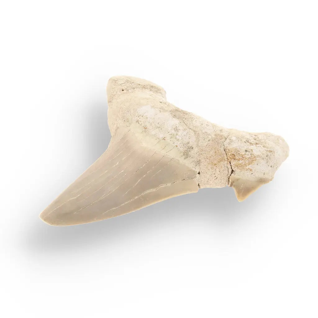 Get your Authentic Otodus Obliquus Shark Tooth from Morocco online now or in store at Forever Gems in Franschhoek, South Africa