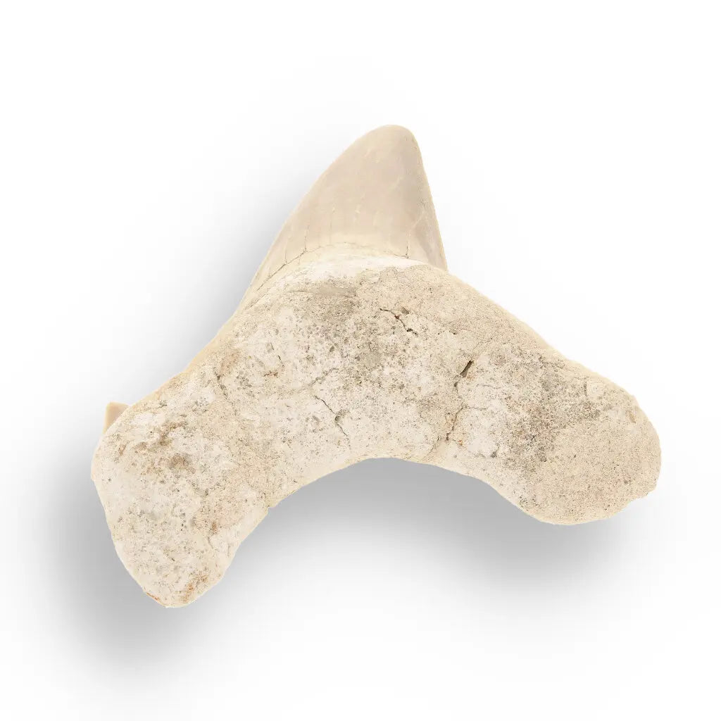Get your Authentic Otodus Obliquus Shark Tooth from Morocco online now or in store at Forever Gems in Franschhoek, South Africa