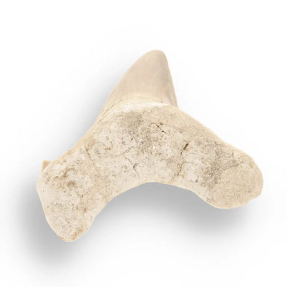 Get your Authentic Otodus Obliquus Shark Tooth from Morocco online now or in store at Forever Gems in Franschhoek, South Africa