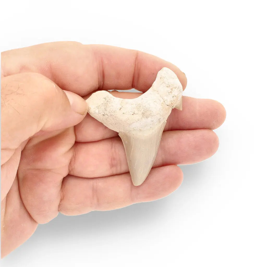Get your Authentic Otodus Obliquus Shark Tooth from Morocco online now or in store at Forever Gems in Franschhoek, South Africa