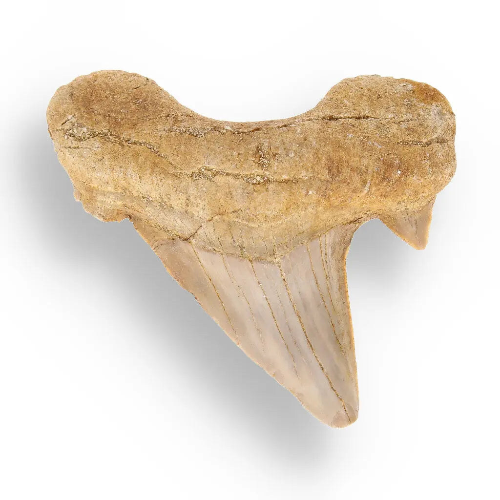Get your Genuine Otodus Obliquus Prehistoric Shark Tooth Fossil online now or in store at Forever Gems in Franschhoek, South Africa