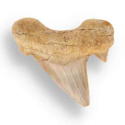 Get your Genuine Otodus Obliquus Prehistoric Shark Tooth Fossil online now or in store at Forever Gems in Franschhoek, South Africa