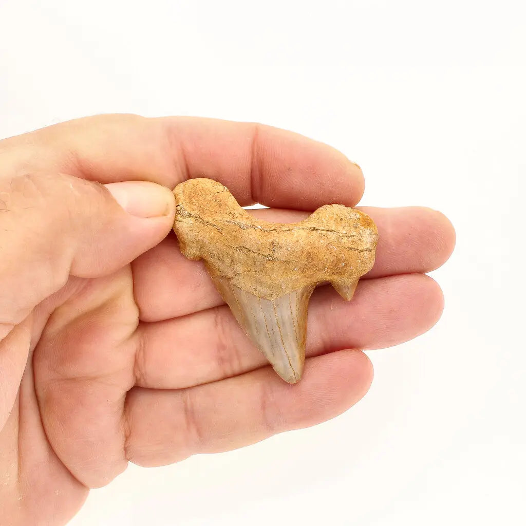 Get your Genuine Otodus Obliquus Prehistoric Shark Tooth Fossil online now or in store at Forever Gems in Franschhoek, South Africa