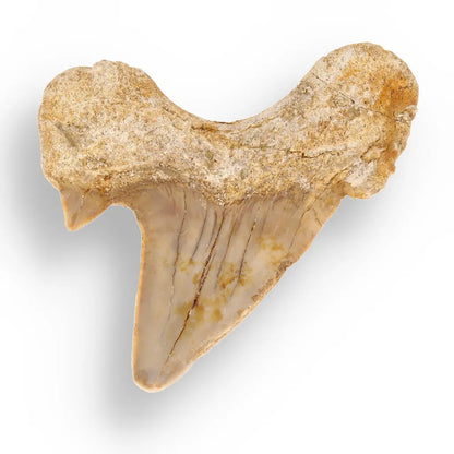 Get your Genuine Otodus Obliquus Prehistoric Shark Tooth Fossil online now or in store at Forever Gems in Franschhoek, South Africa
