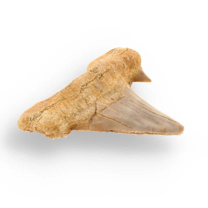 Get your Genuine Otodus Obliquus Prehistoric Shark Tooth Fossil online now or in store at Forever Gems in Franschhoek, South Africa