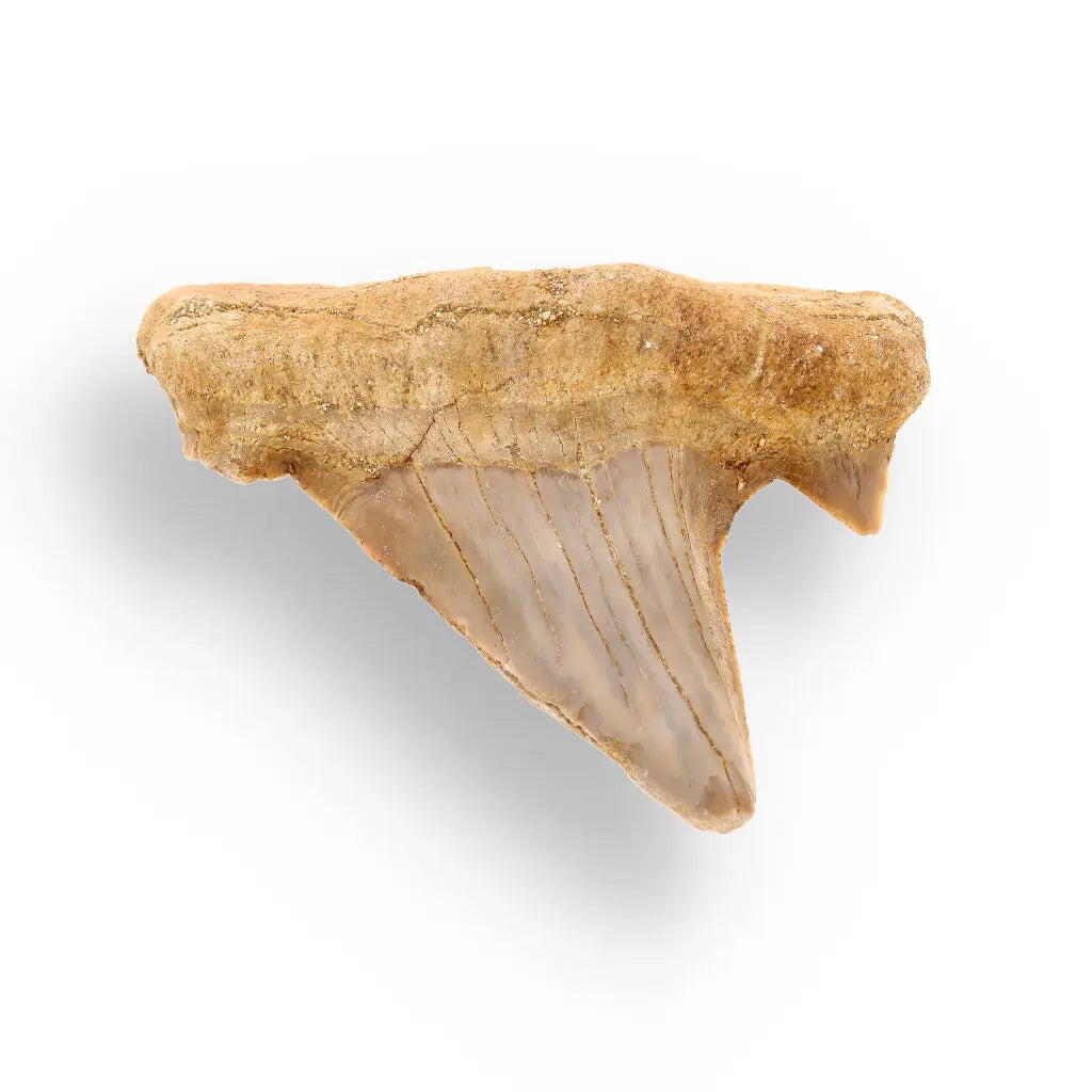 Get your Genuine Otodus Obliquus Prehistoric Shark Tooth Fossil online now or in store at Forever Gems in Franschhoek, South Africa