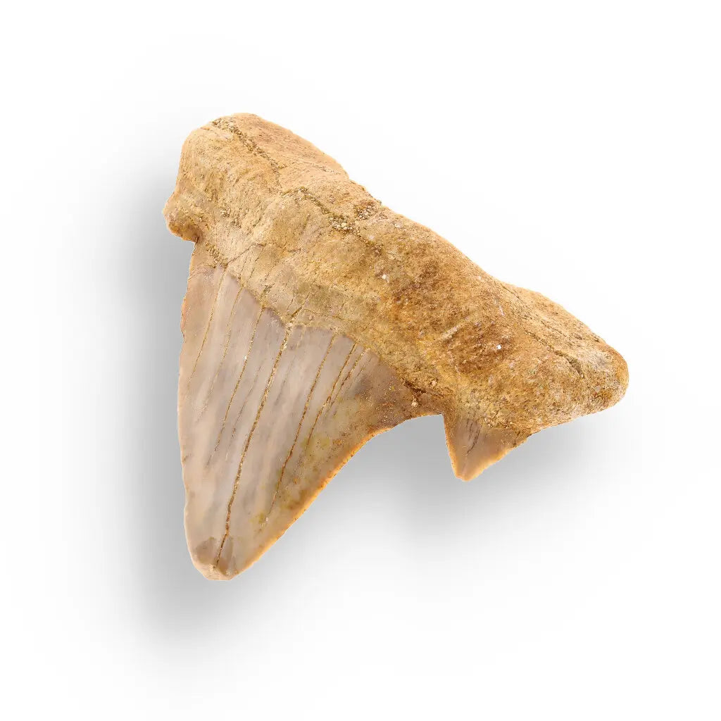 Get your Genuine Otodus Obliquus Prehistoric Shark Tooth Fossil online now or in store at Forever Gems in Franschhoek, South Africa