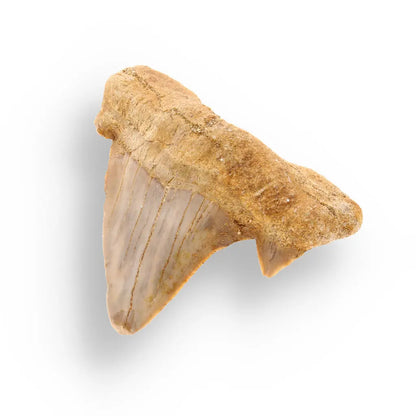 Get your Genuine Otodus Obliquus Prehistoric Shark Tooth Fossil online now or in store at Forever Gems in Franschhoek, South Africa