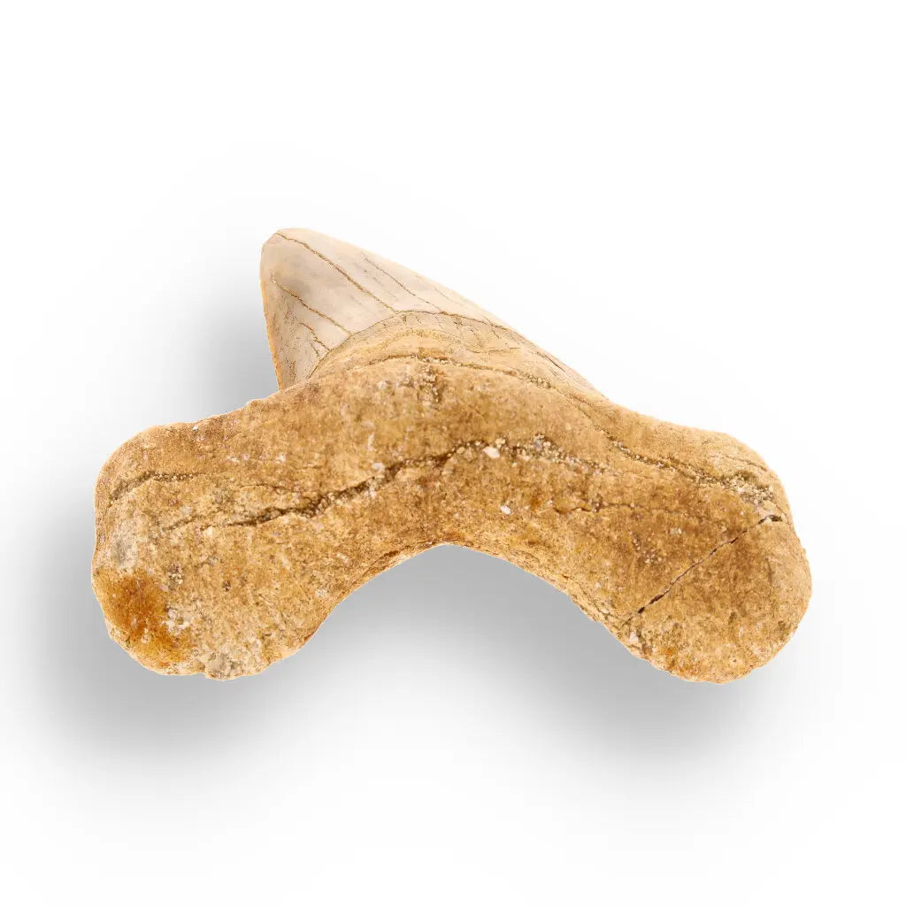 Get your Genuine Otodus Obliquus Prehistoric Shark Tooth Fossil online now or in store at Forever Gems in Franschhoek, South Africa