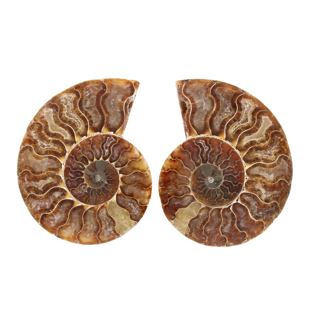 Buy your Cut and Polished Ammonite Fossil Pair online now or in store at Forever Gems in Franschhoek, South Africa