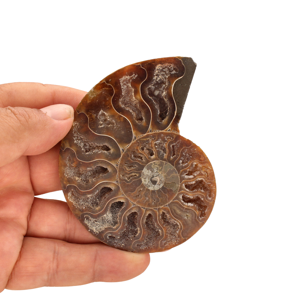 Buy your Cut and Polished Ammonite Fossil Pair online now or in store at Forever Gems in Franschhoek, South Africa