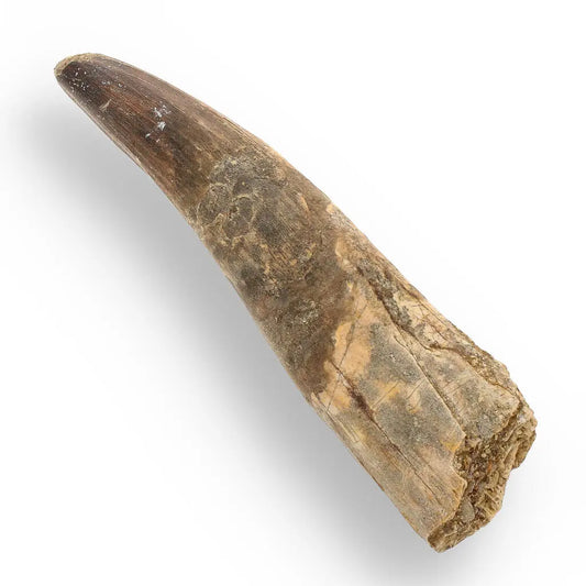 Buy your 122mm Spinosaurus Tooth: Authentic Kem Kem Find online now or in store at Forever Gems in Franschhoek, South Africa