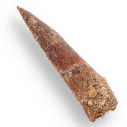 Buy your 108mm Spinosaurus Tooth: Kem Kem, Morocco Fossil online now or in store at Forever Gems in Franschhoek, South Africa