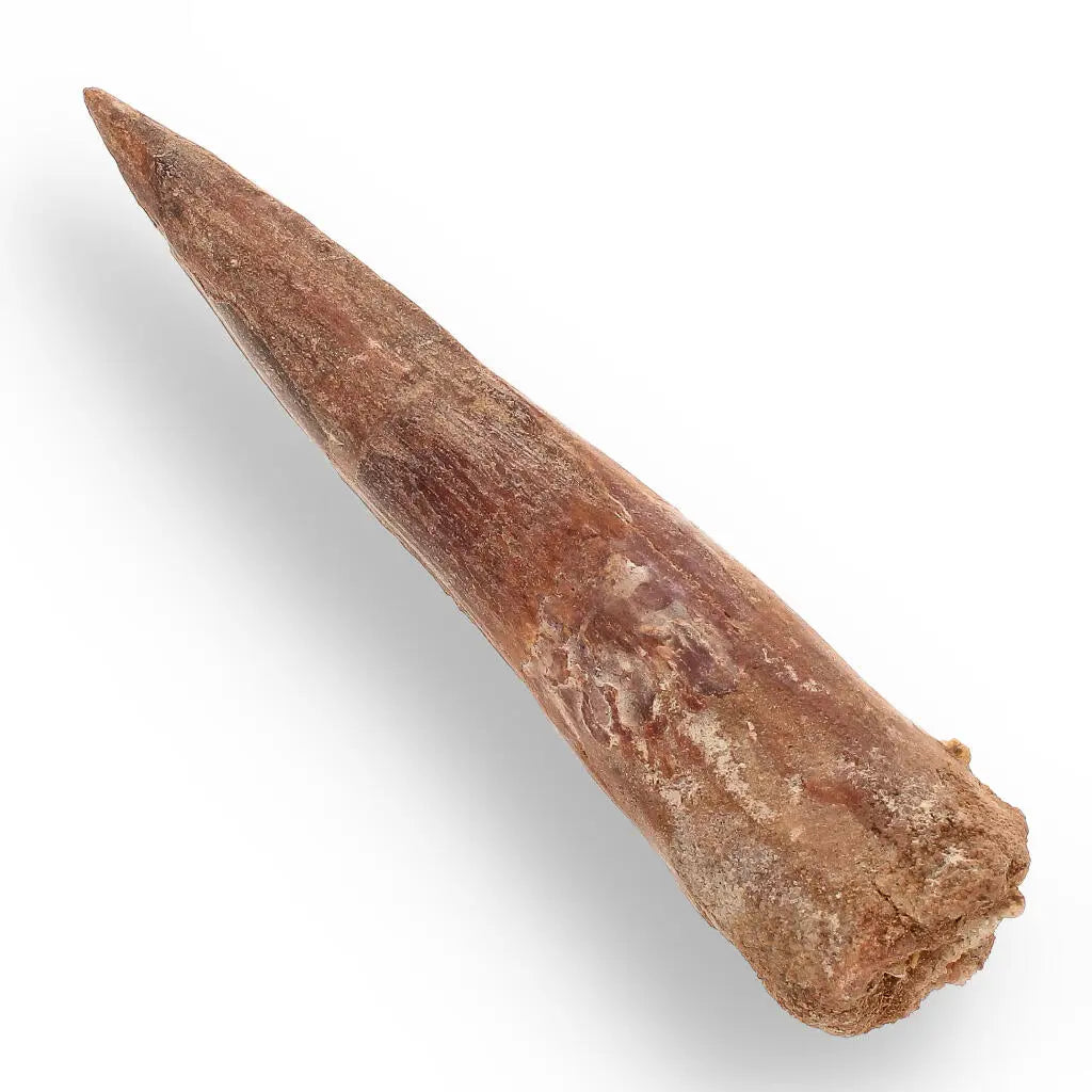 Buy your 108mm Spinosaurus Tooth: Kem Kem, Morocco Fossil online now or in store at Forever Gems in Franschhoek, South Africa