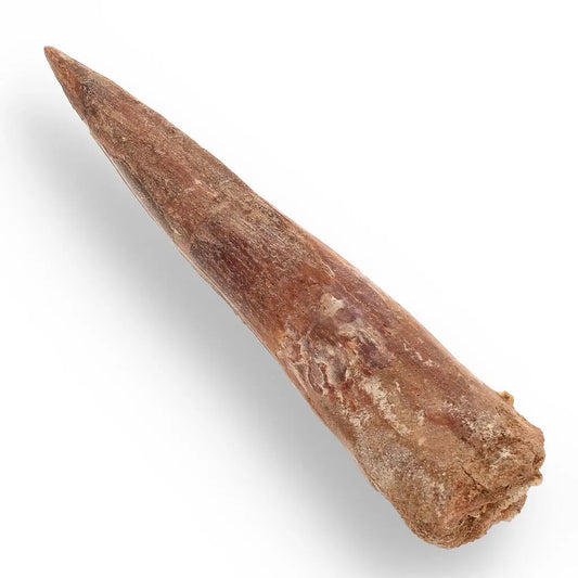 Buy your 108mm Spinosaurus Tooth: Kem Kem, Morocco Fossil online now or in store at Forever Gems in Franschhoek, South Africa