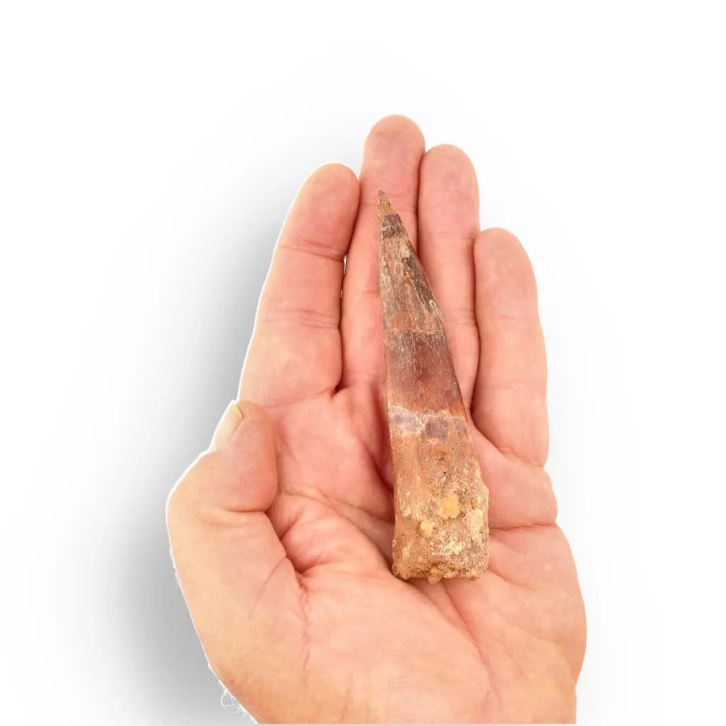 Buy your 108mm Spinosaurus Tooth: Kem Kem, Morocco Fossil online now or in store at Forever Gems in Franschhoek, South Africa