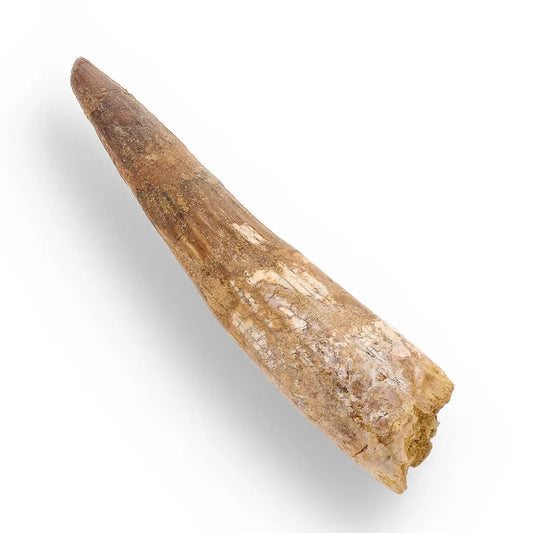 Buy your 96mm Spinosaurus Tooth: Well-Preserved, Feeding Wear online now or in store at Forever Gems in Franschhoek, South Africa