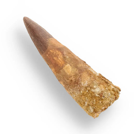 Buy your 91mm Spinosaurus Tooth: Giant Cretaceous Predator online now or in store at Forever Gems in Franschhoek, South Africa