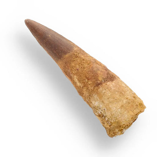 Buy your 91mm Spinosaurus Tooth: Giant Cretaceous Predator online now or in store at Forever Gems in Franschhoek, South Africa