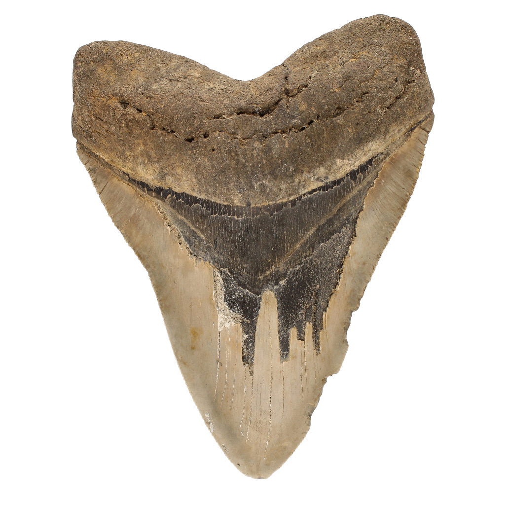 Buy your Authentic Megalodon Shark Tooth: Dive into Prehistoric Power! online now or in store at Forever Gems in Franschhoek, South Africa