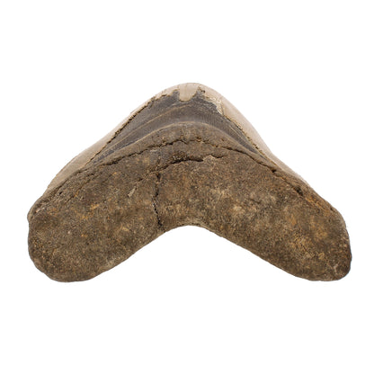 Buy your Authentic Megalodon Shark Tooth: Dive into Prehistoric Power! online now or in store at Forever Gems in Franschhoek, South Africa