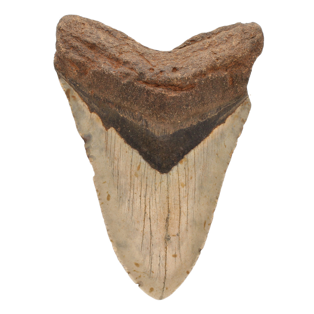 Buy your Authentic Megalodon Shark Tooth: Ocean's Giant online now or in store at Forever Gems in Franschhoek, South Africa