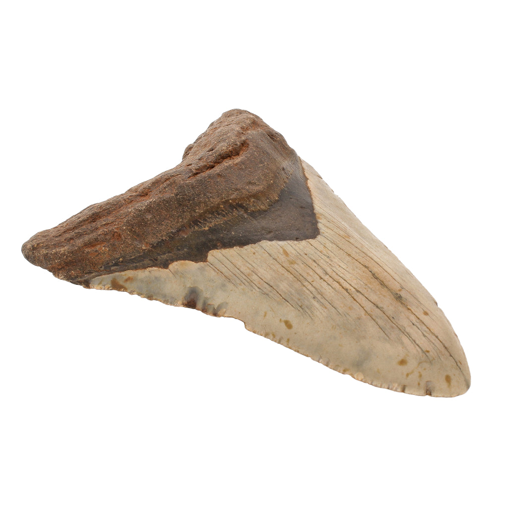 Buy your Authentic Megalodon Shark Tooth: Ocean's Giant online now or in store at Forever Gems in Franschhoek, South Africa